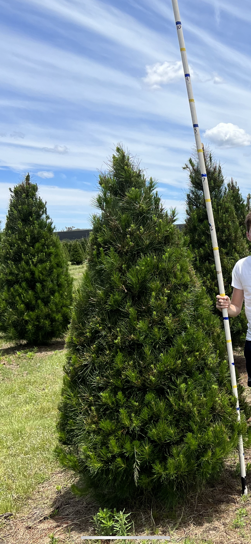 Large Real Christmas Tree (2.1m to 2.4m)