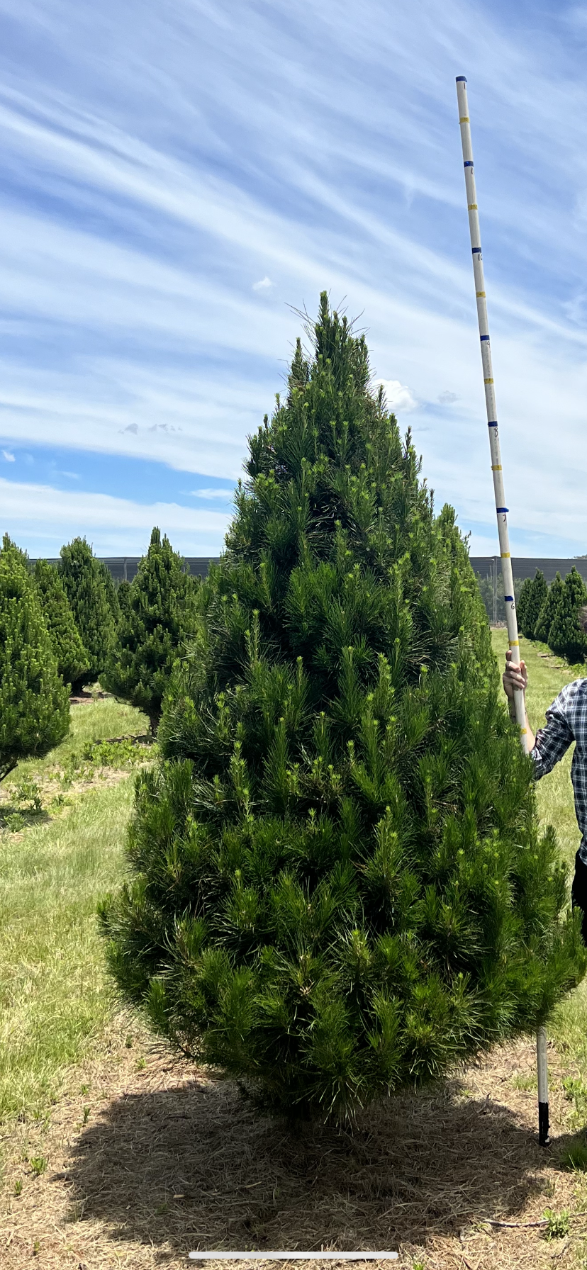 X-Large Christmas Tree (1.8m+)