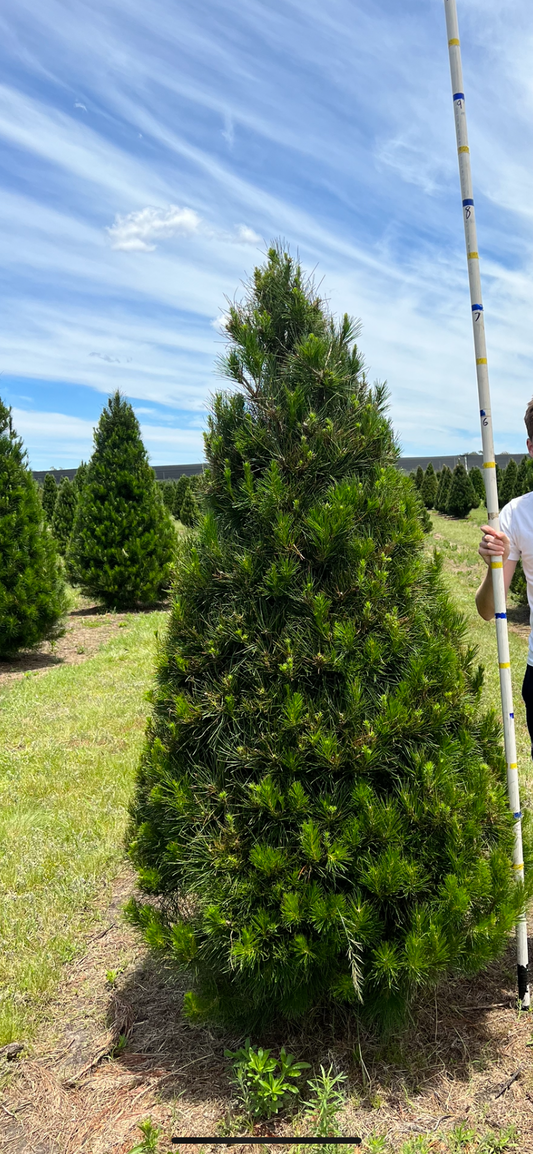 Medium Real Christmas Tree (1.8m to 2.1m)