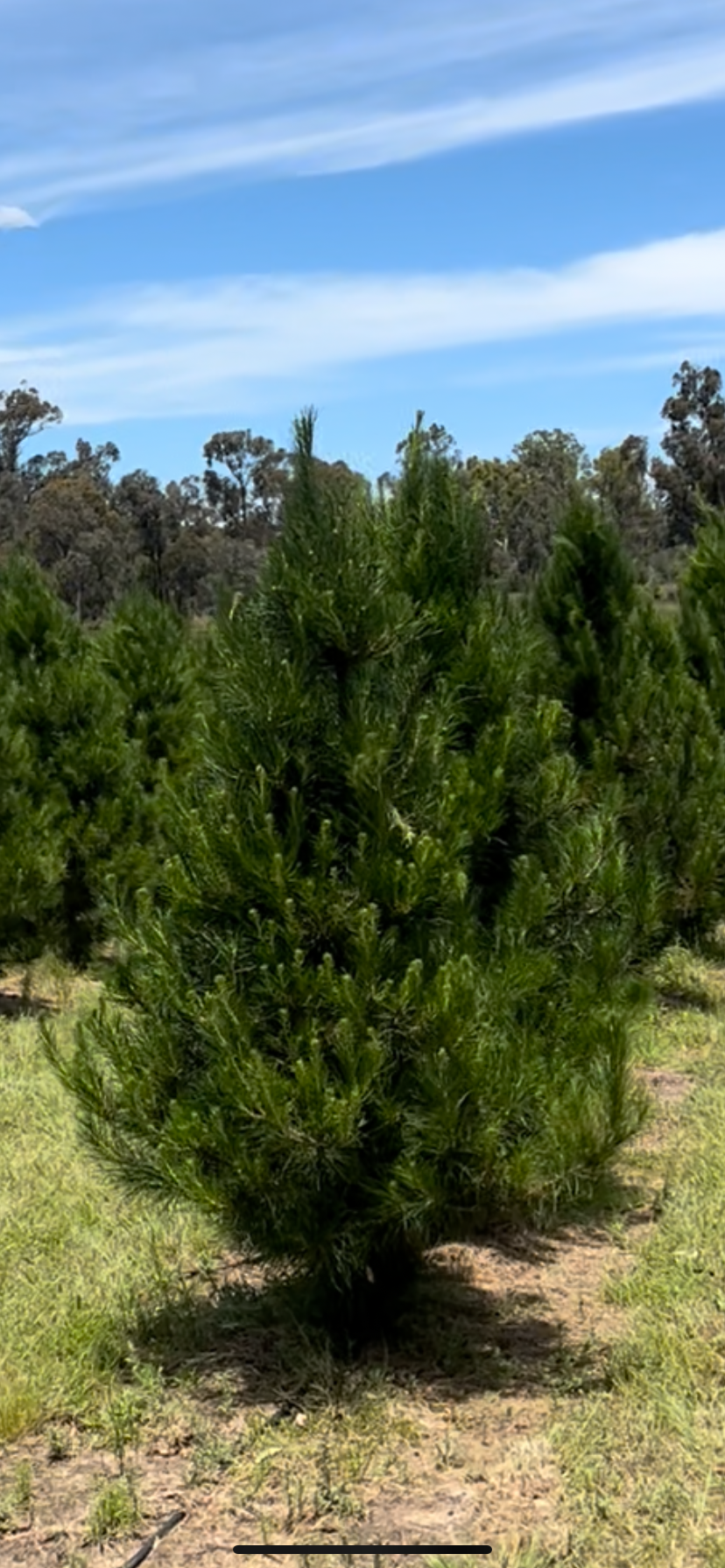 Small Real Christmas Tree (1.5m to 1.8m)