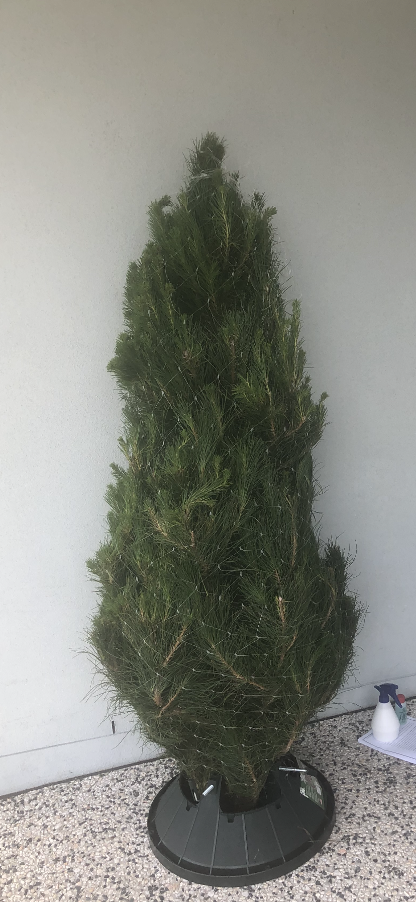 Small Real Christmas Tree Delivery