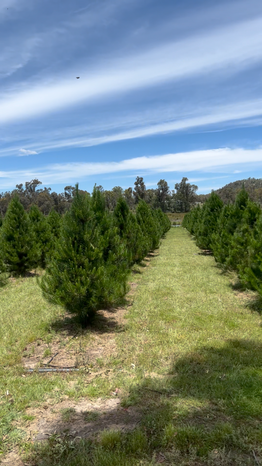 Small Real Christmas Tree (1.5m to 1.8m)