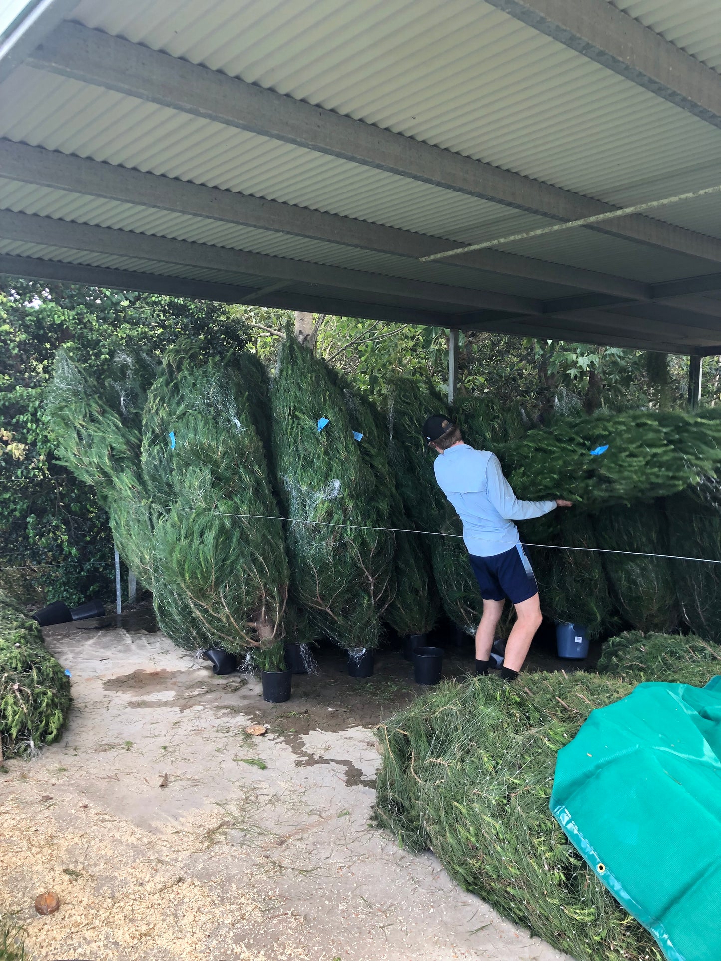 Medium Real Christmas Tree Delivery