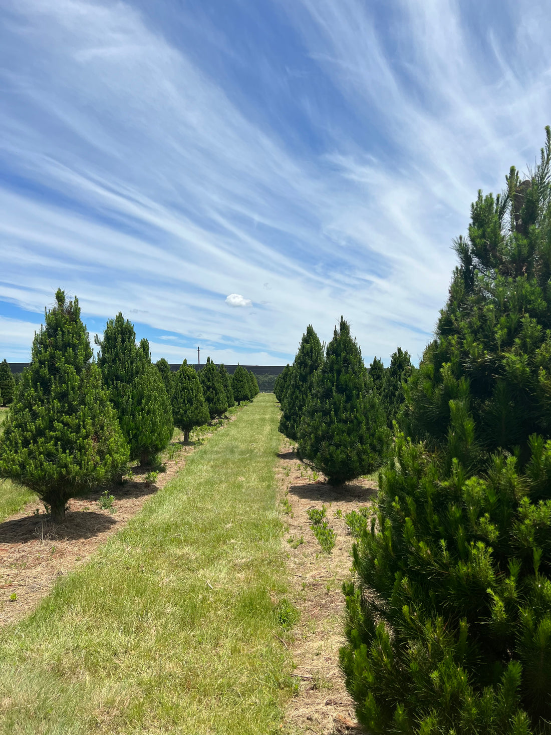 The Christmas Tree Express thechristmastreeexpress