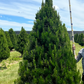 X-Large Christmas Tree (1.8m+)