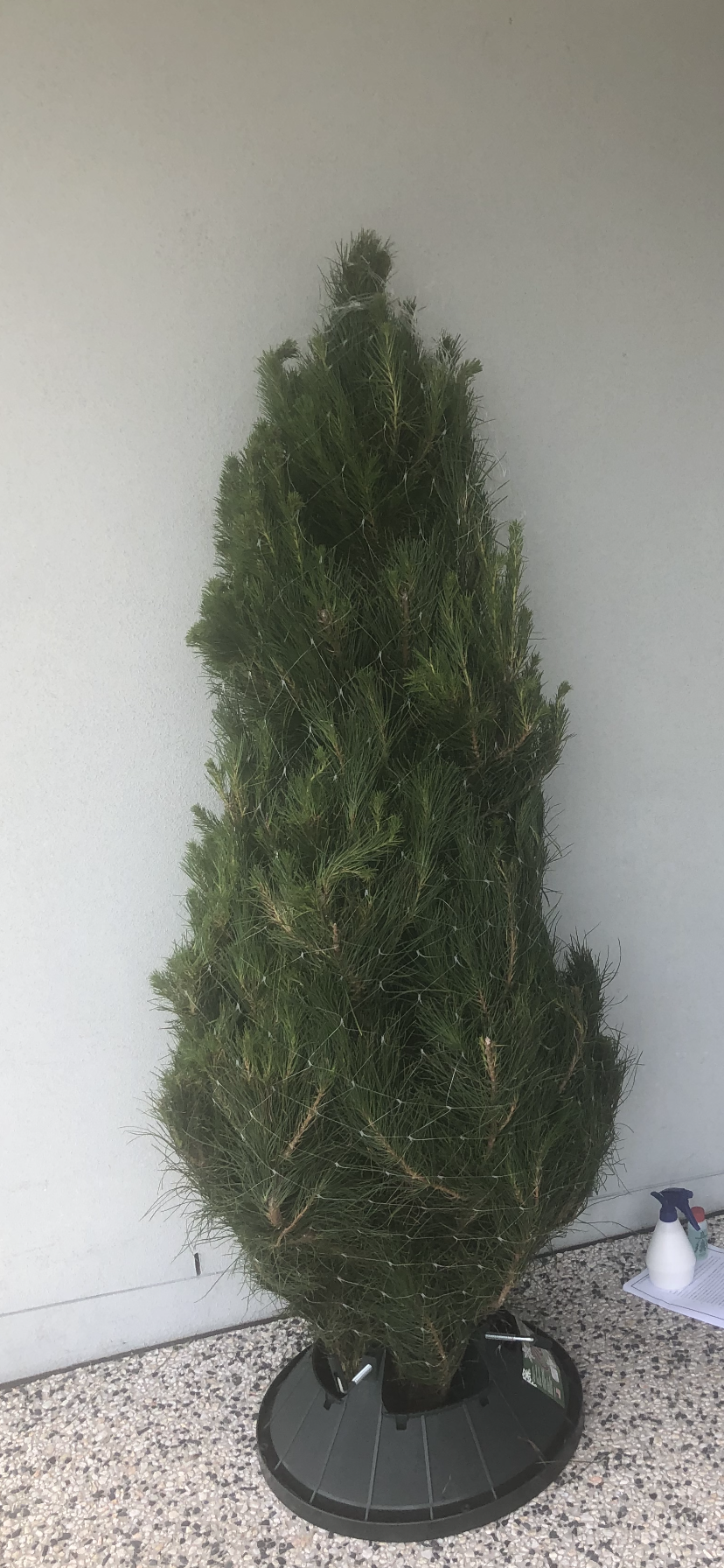 Small Christmas Tree (6ft) Delivery