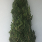 Medium Christmas Tree (7ft) Delivery