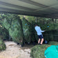 Large Christmas Tree (8ft) Delivery